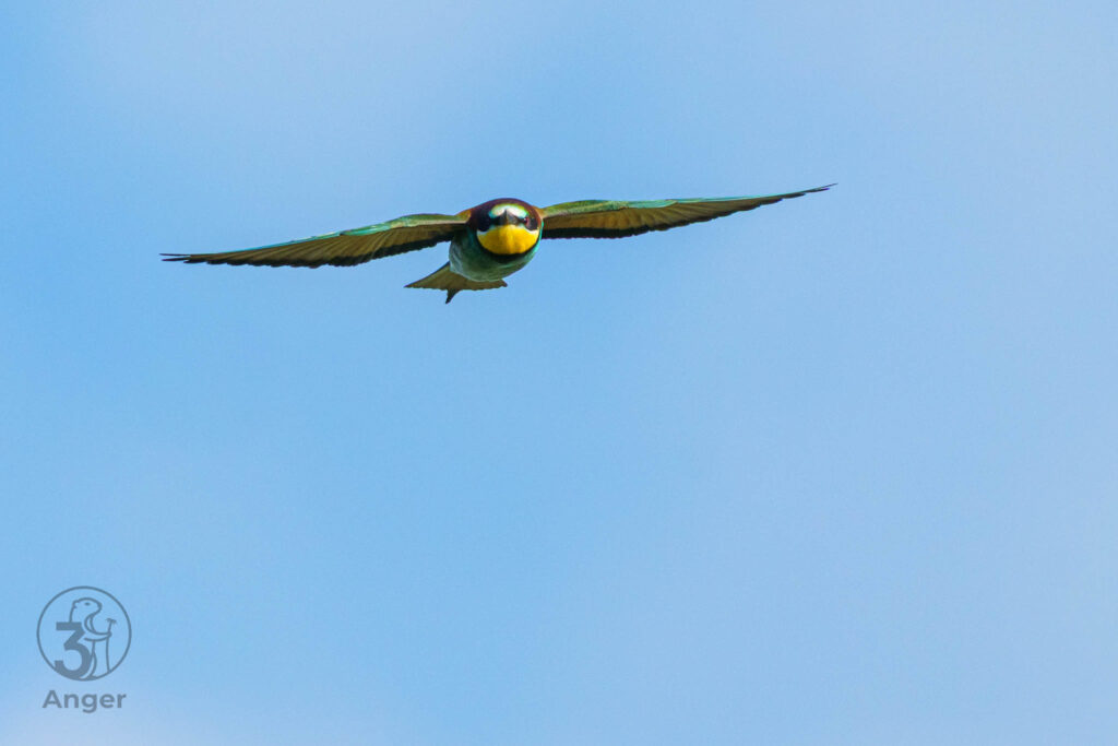 Nahaufnahme eines Bienenfressers im direkten Frontalflug mit weit ausgebreiteten Flügeln vor hellblauem Himmel.