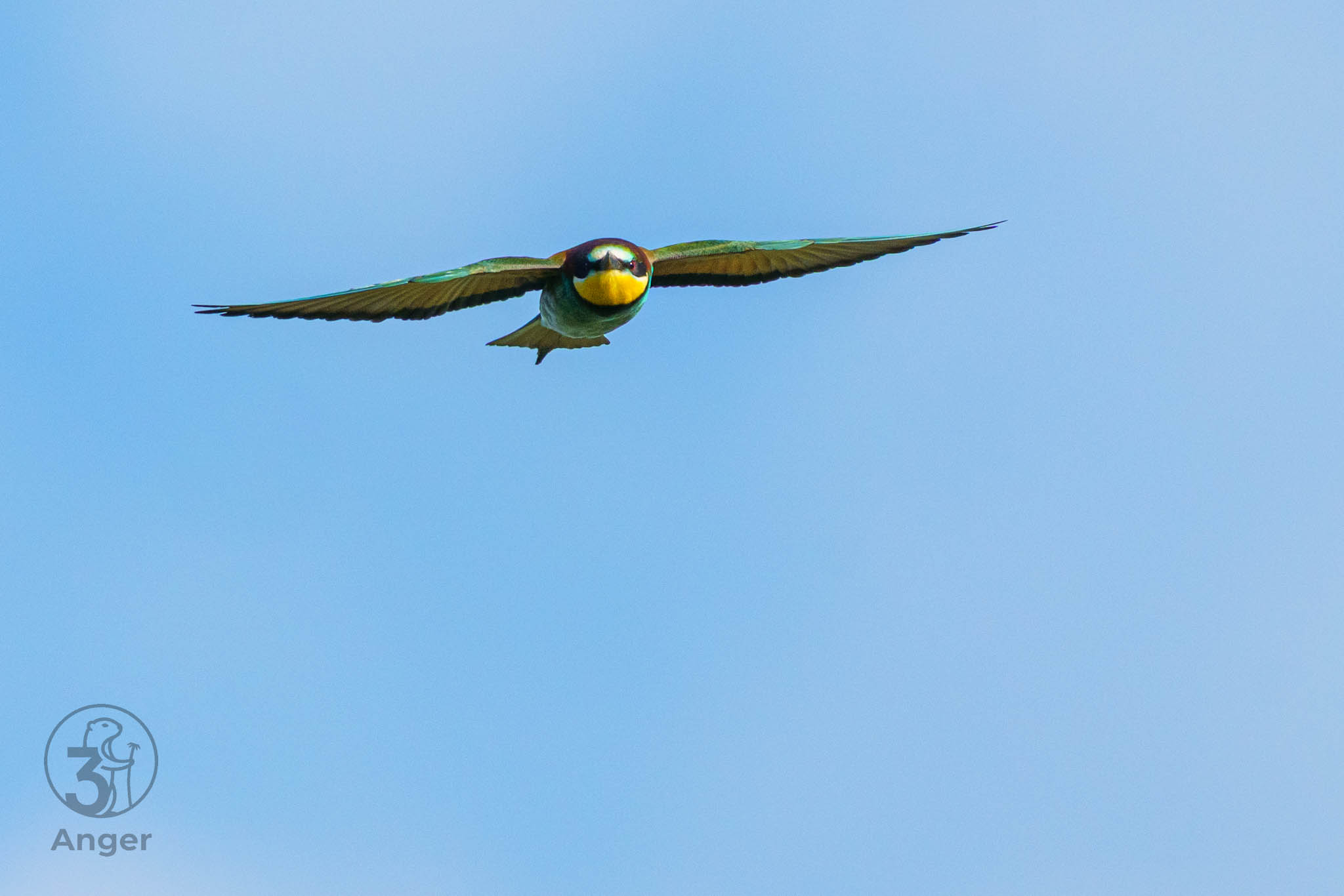 Nahaufnahme eines Bienenfressers im direkten Frontalflug mit weit ausgebreiteten Flügeln vor hellblauem Himmel.