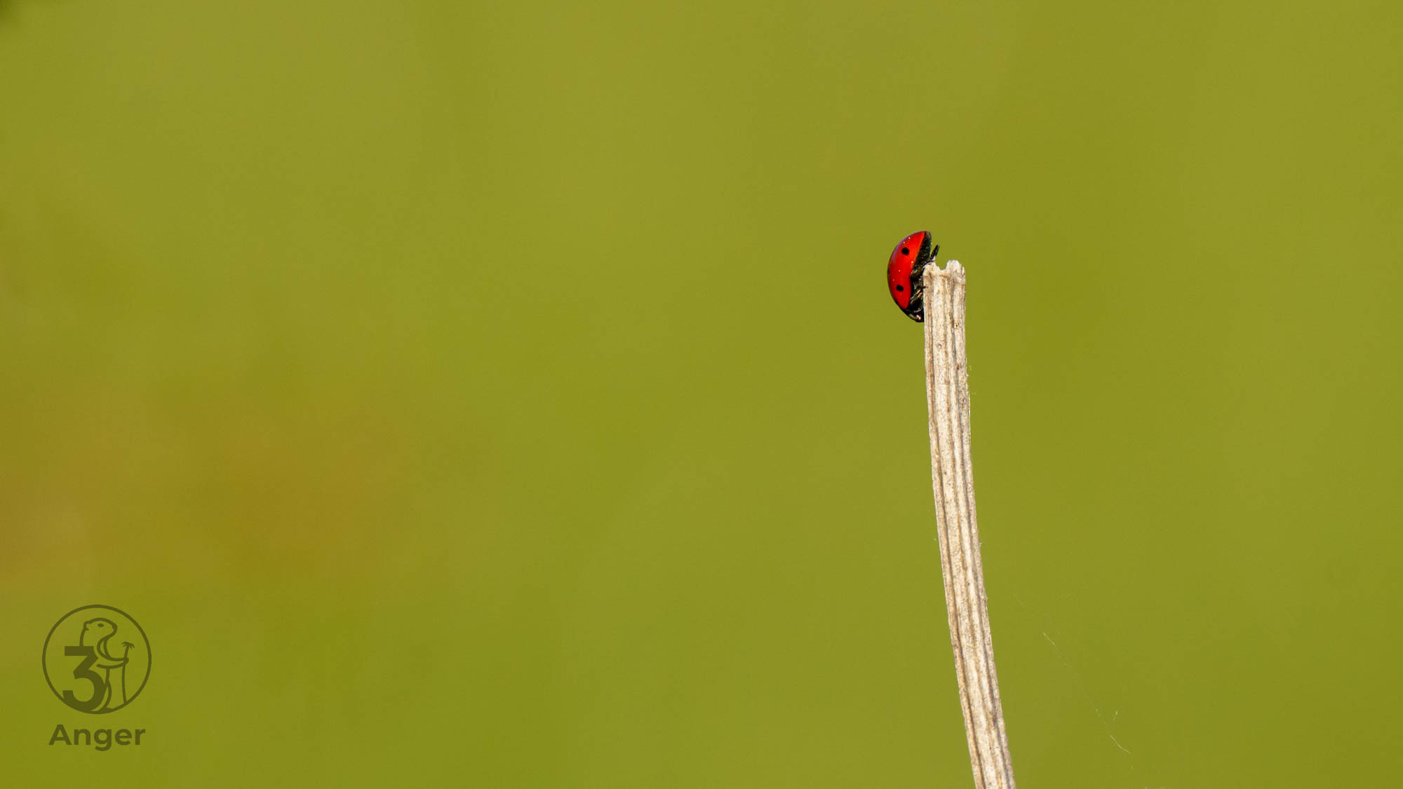 Ein leuchtend roter Marienkäfer sitzt einsam an der Spitze eines trockenen Grashalms vor einem ruhigen, grünen Hintergrund.