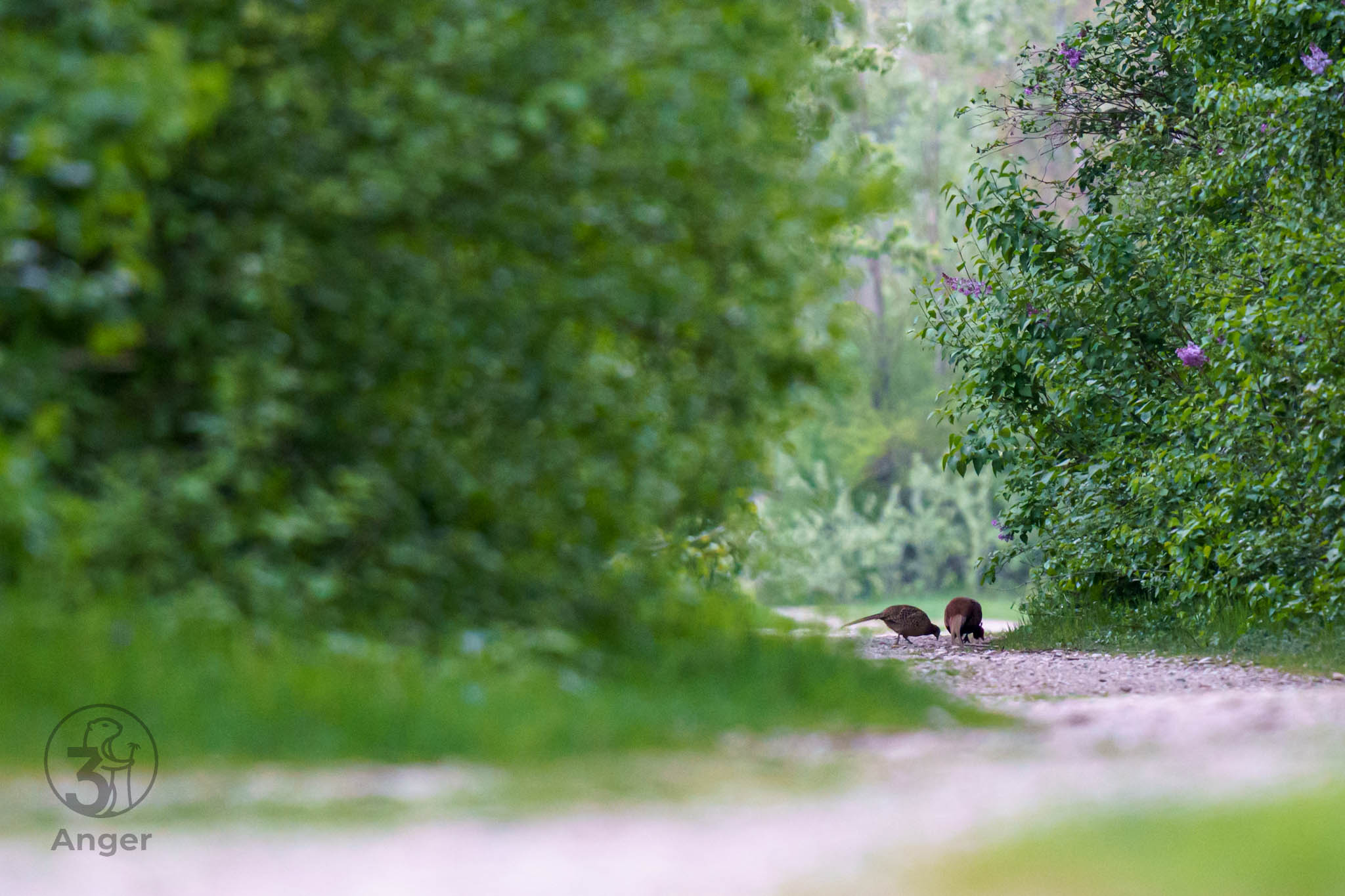 Zwei Fasane suchen auf einem hellen Schotterweg am Rande von grünen Hecken und blühendem Flieder nach Futter.