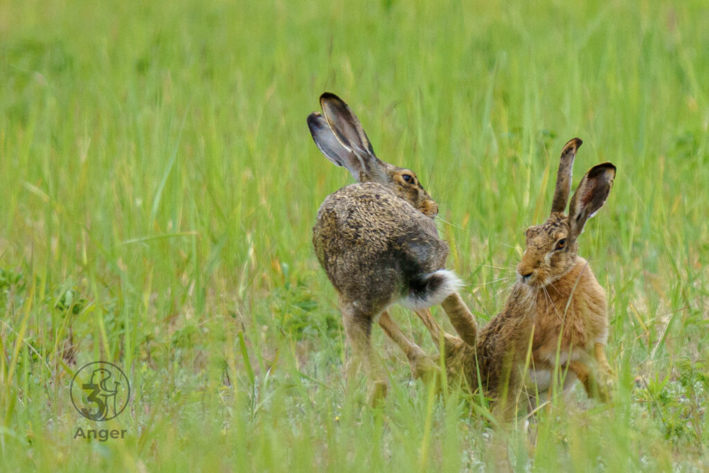 Zwei Feldhasen auf einem unbefestigten, grasbewachsenen Feldweg. Ein Hase sitzt im Profil, der andere ist in einer dynamischen Bewegung (beim Absprung oder Aufrichten) von hinten zu sehen.