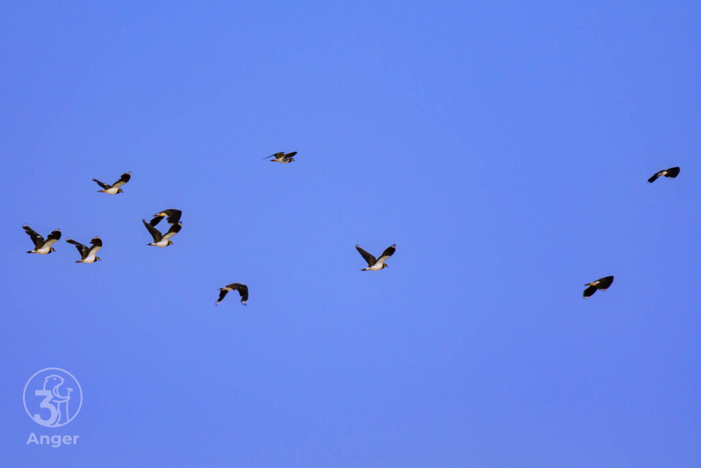 Ein Schwarm Kiebitze fliegt in Formation vor einem strahlend blauen Himmel über dem DreiAnger Gebiet.