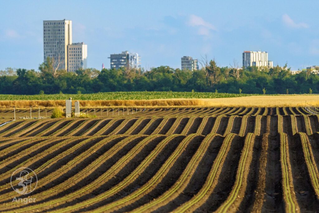 Frisch gezogene Ackerfurchen im Marchfeld, im Hintergrund die grüne Baumgrenze und die moderne Skyline der Seestadt Aspern.
