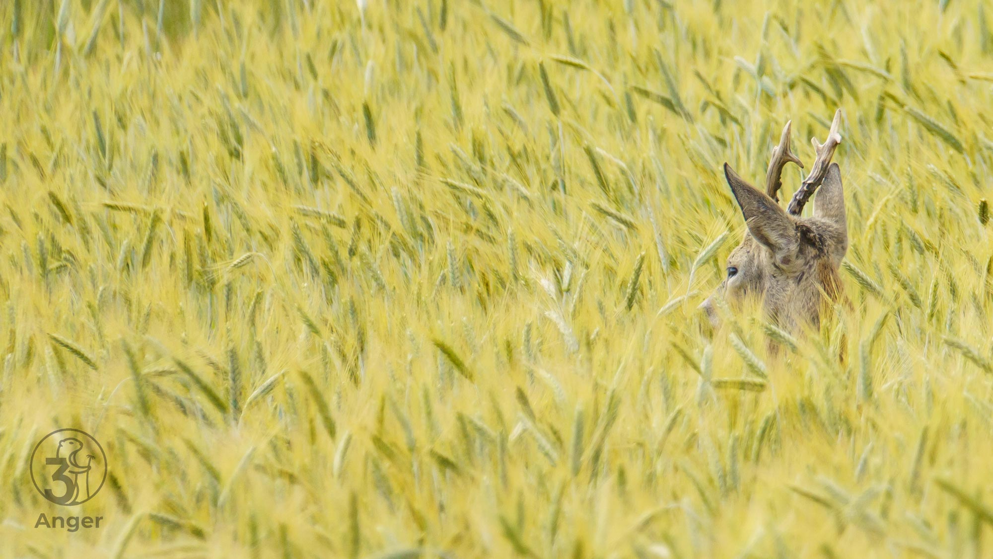 Ein Rehbock ist im hohen, goldenen Kornfeld getarnt, wobei nur sein Kopf und das Gehörn über die Ähren hinausragen.