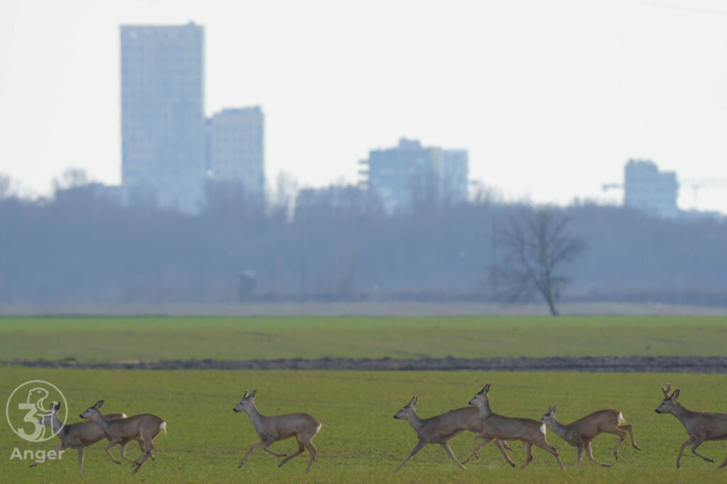 Eine Gruppe Rehe springt in einer Reihe über ein grünes Feld, im nebligen Hintergrund zeichnen sich Hochhäuser ab.