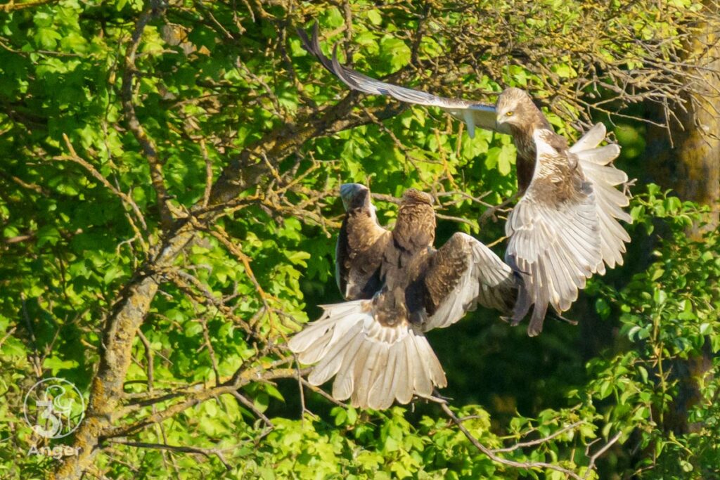 Ein Rohrweihen-Paar fliegt dicht beieinander über grünen Baumwipfeln