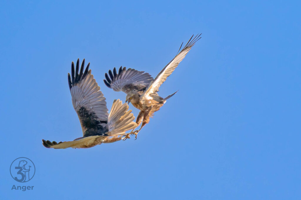 Ein Rohrweihen-Paar verhakt im Flug die Krallen während eines akrobatischen Balzmanövers vor blauem Himmel.