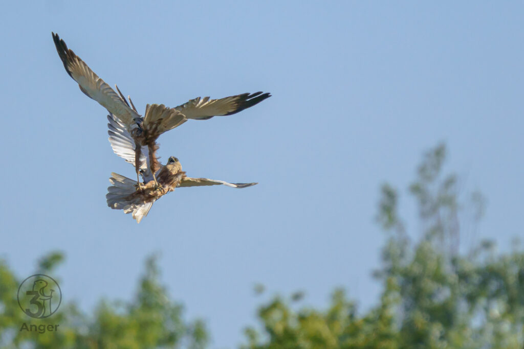 Ein Rohrweihen-Paar verhakt im Flug die Krallen während eines akrobatischen Balzmanövers vor blauem Himmel.