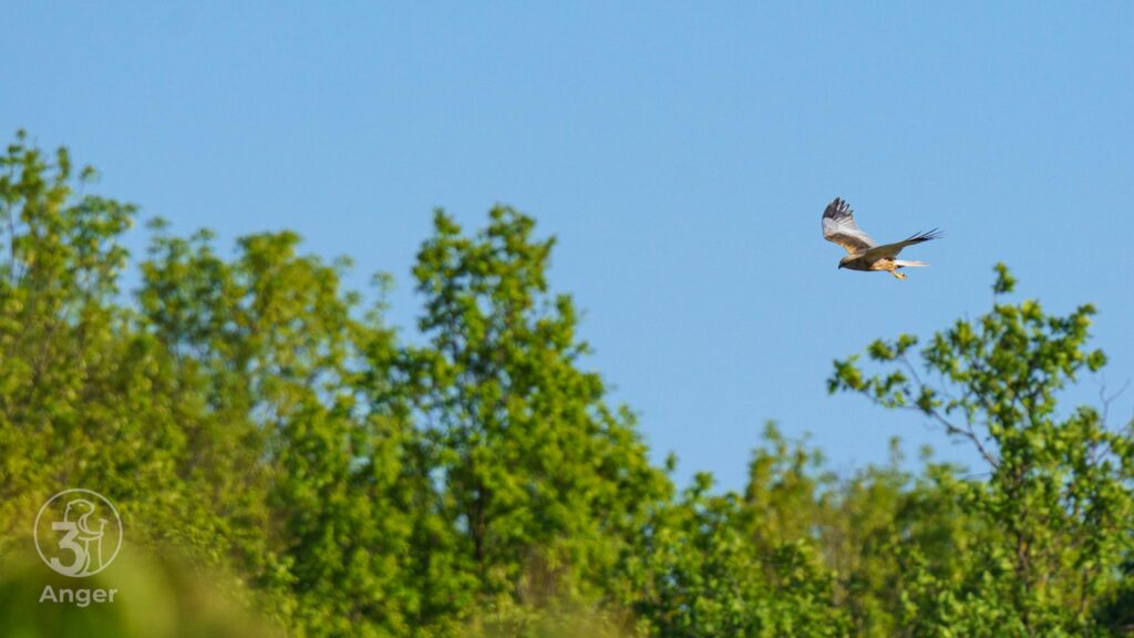 Eine Rohrweihe fliegt mit ausgebreiteten Flügeln am strahlend blauen Himmel über den grünen Baumkronen des Norbert-Scheed-Waldes.