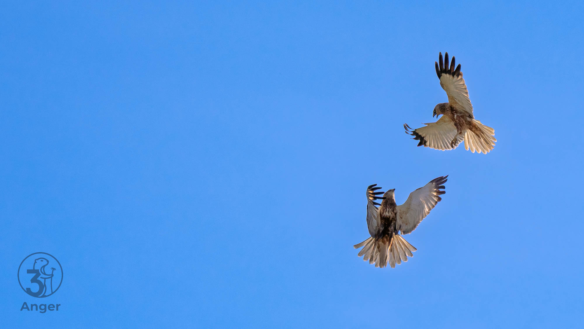 Zwei Rohrweihen im akrobatischen Flugmanöver während der Balz oder Jagd am blauen Himmel.