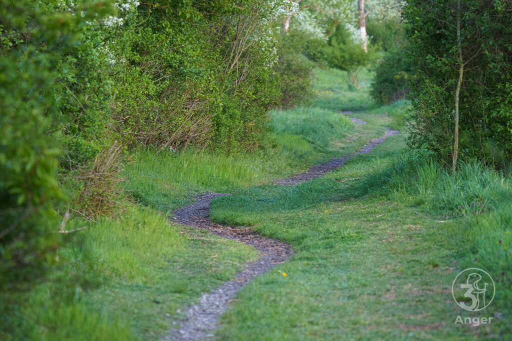Ein schmaler, geschwungener Pfad führt durch dichtes grünes Gebüsch und Wiesen im Norbert-Scheed-Wald.