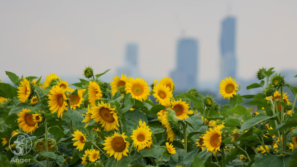Ein Feld mit blühenden Sonnenblumen im Vordergrund, dahinter die unscharfe Silhouette der Skyline von Wien mit den markanten Hochhäusern der Donau City im Dunst.