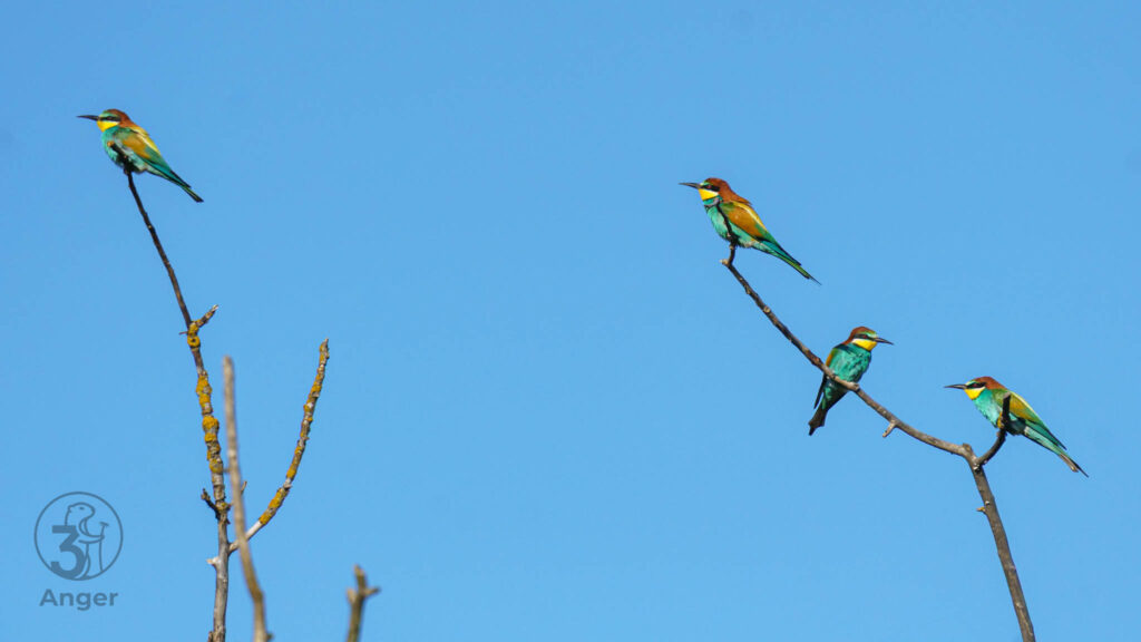 Eine Gruppe von vier Bienenfressern sitzt verteilt auf zwei vertikalen Ästen vor blauem Himmel.