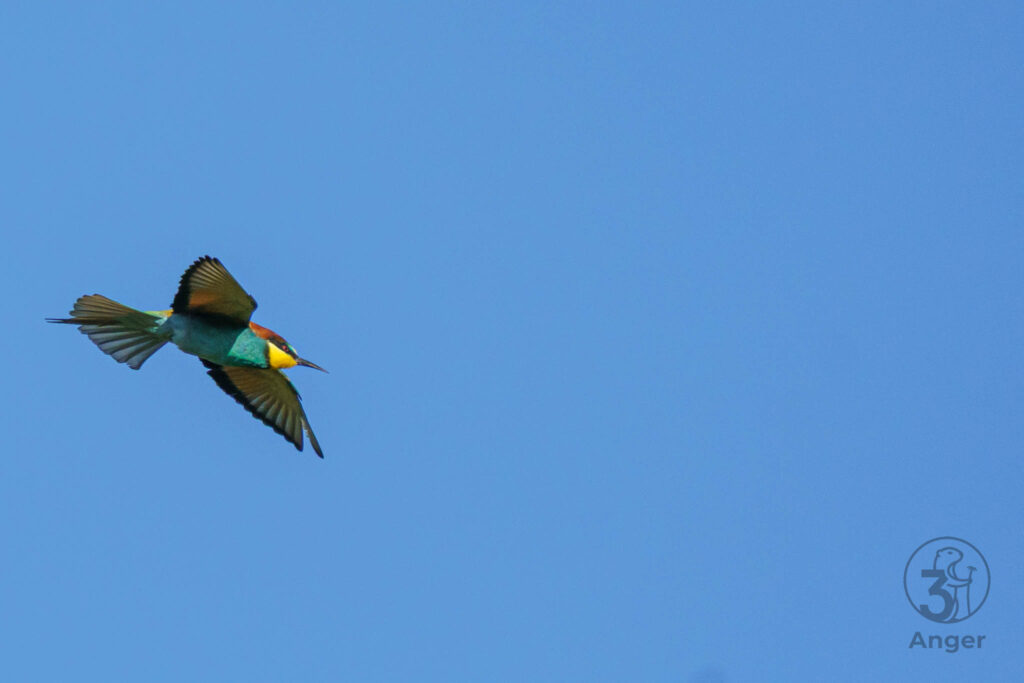 Ein Europäischer Bienenfresser im eleganten Segelflug vor strahlend blauem Himmel im Raum Wien.