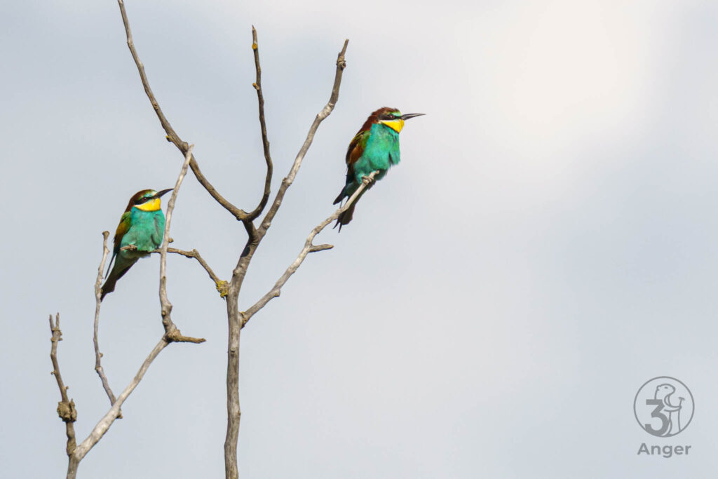 Zwei schillernde Bienenfresser sitzen auf den Ästen eines kahlen Baumes am Wiener Stadtrand.
