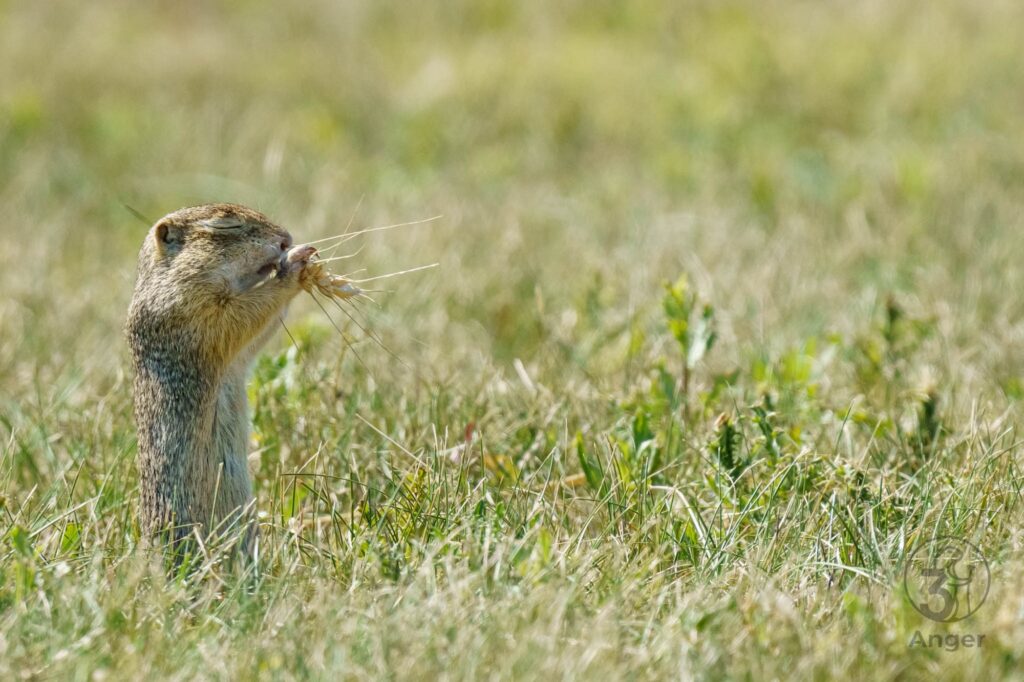 Ein europäisches Ziesel steht aufrecht im trockenen Gras, hält eine Getreideähre mit den Pfoten vor das Gesicht und hat genüsslich die Augen geschlossen.