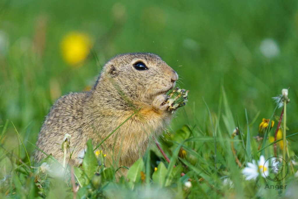 Ein europäisches Ziesel sits auf einer grünen Frühlingswiese und frisst genüsslich den Kopf einer Löwenzahn-Pusteblume.