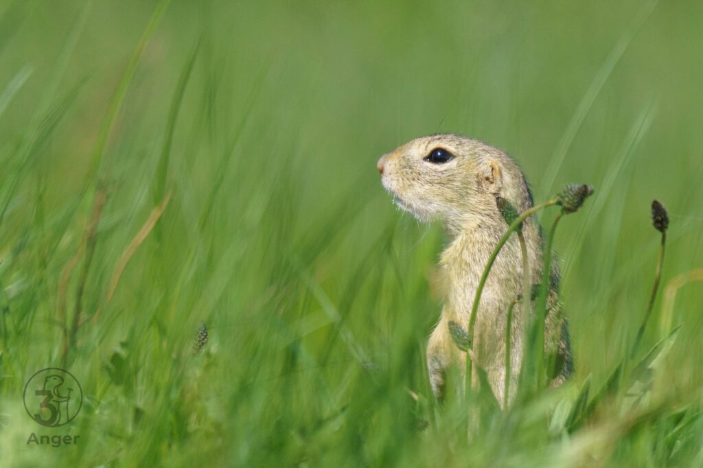 Ein Ziesel steht aufrecht ("Männchen machend“) inmitten einer grünen Wiese mit unscharfem Hintergrund und blickt aufmerksam zur Seite.