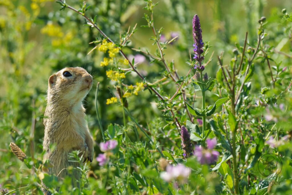 Ein Ziesel steht aufrecht inmitten einer üppigen, grünen Wiese mit violetten und gelben Wildblumen und blickt aufmerksam nach oben rechts.