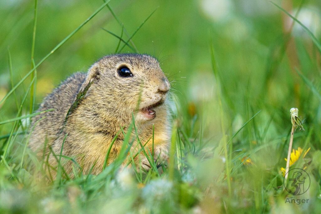 Portrait eines Ziesels im hohen Gras mit leicht geöffnetem Maul, sodass die kleinen Zähne sichtbar sind.
