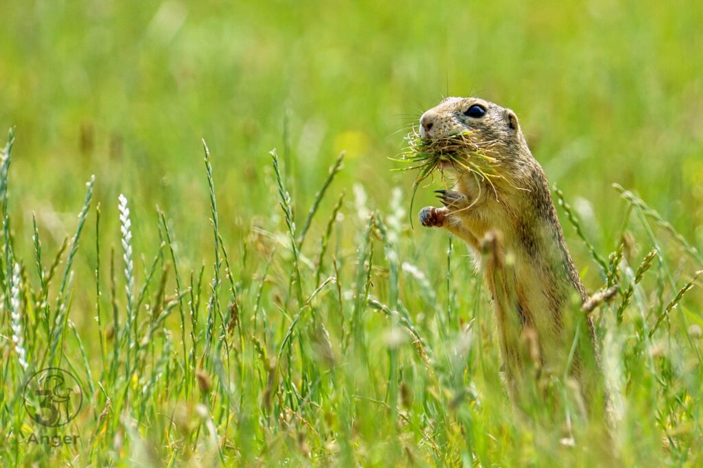Ein aufrecht stehendes Ziesel im hohen, grünen Gras hat ein großes Büschel trockener Halme im Maul und blickt aufmerksam zur Seite.