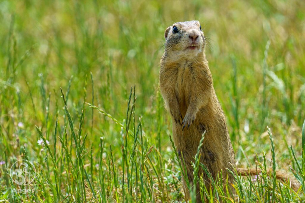 Ein Europäisches Ziesel (Spermophilus citellus) steht aufrecht („Männchen machen“) auf einer grünen Wiese im Regionalpark DreiAnger und sichert die Umgebung ab.⁠