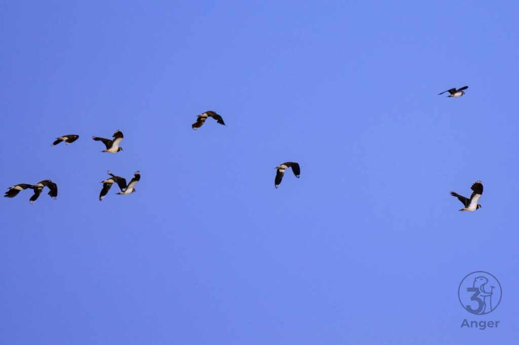 Mehrere Kiebitze in unterschiedlichen Flugphasen beim Aufstieg vor blauem Himmel.