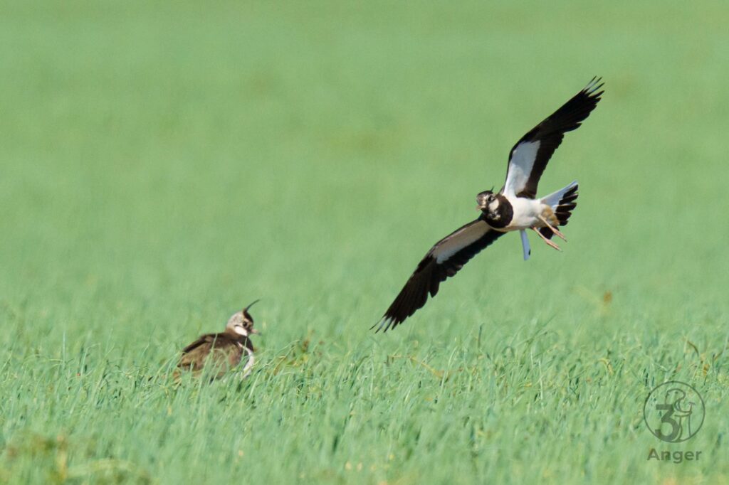 Ein Kiebitz startet kraftvoll von einer grünen Wiese, ein weiterer sitzt im Gras.
