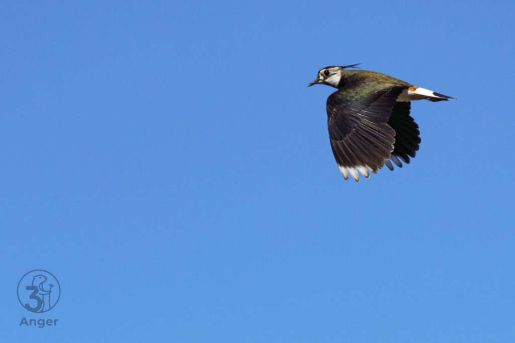 Eine detailreiche Nahaufnahme eines Kiebitzes im Gleitflug von der Seite vor blauem Himmel.