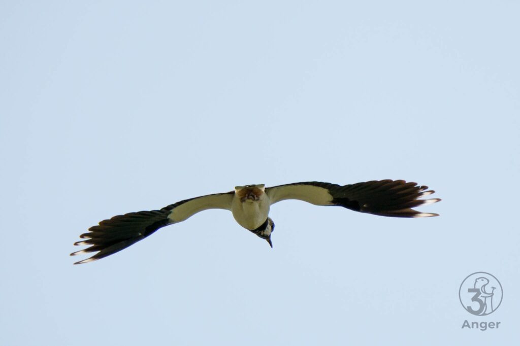 Ein Kiebitz im Sturzflug mit nach unten geschlagenen Flügeln, Bauchseite sichtbar, vor hellem Himmel.