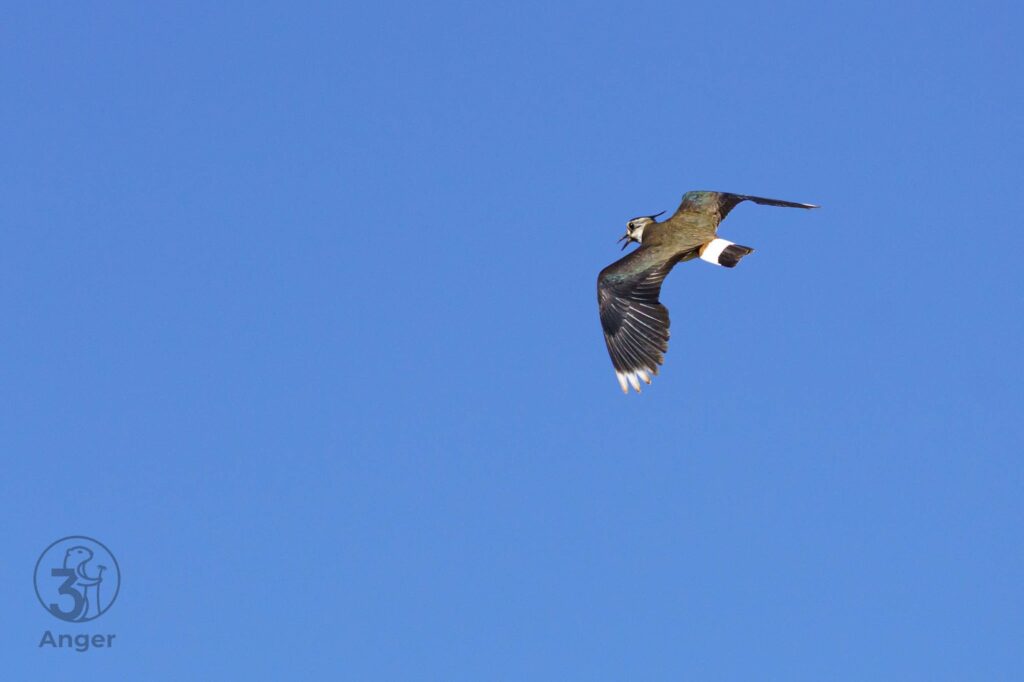 Ein Kiebitz fliegt direkt über dem Betrachter, Bauchseite und hochgeschlagene Flügel sind sichtbar, vor blauem Himmel.