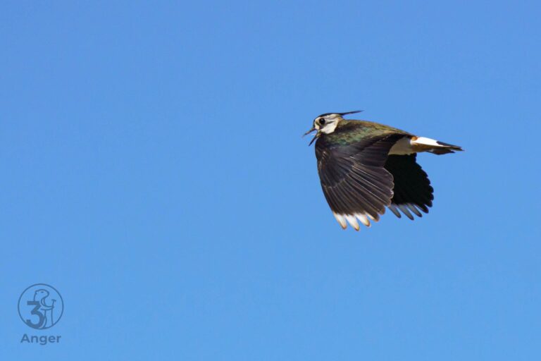 Eine detailreiche Seitenaufnahme eines Kiebitzes im Flug, Flügel nach unten geschlagen, vor klarem blauem Himmel.