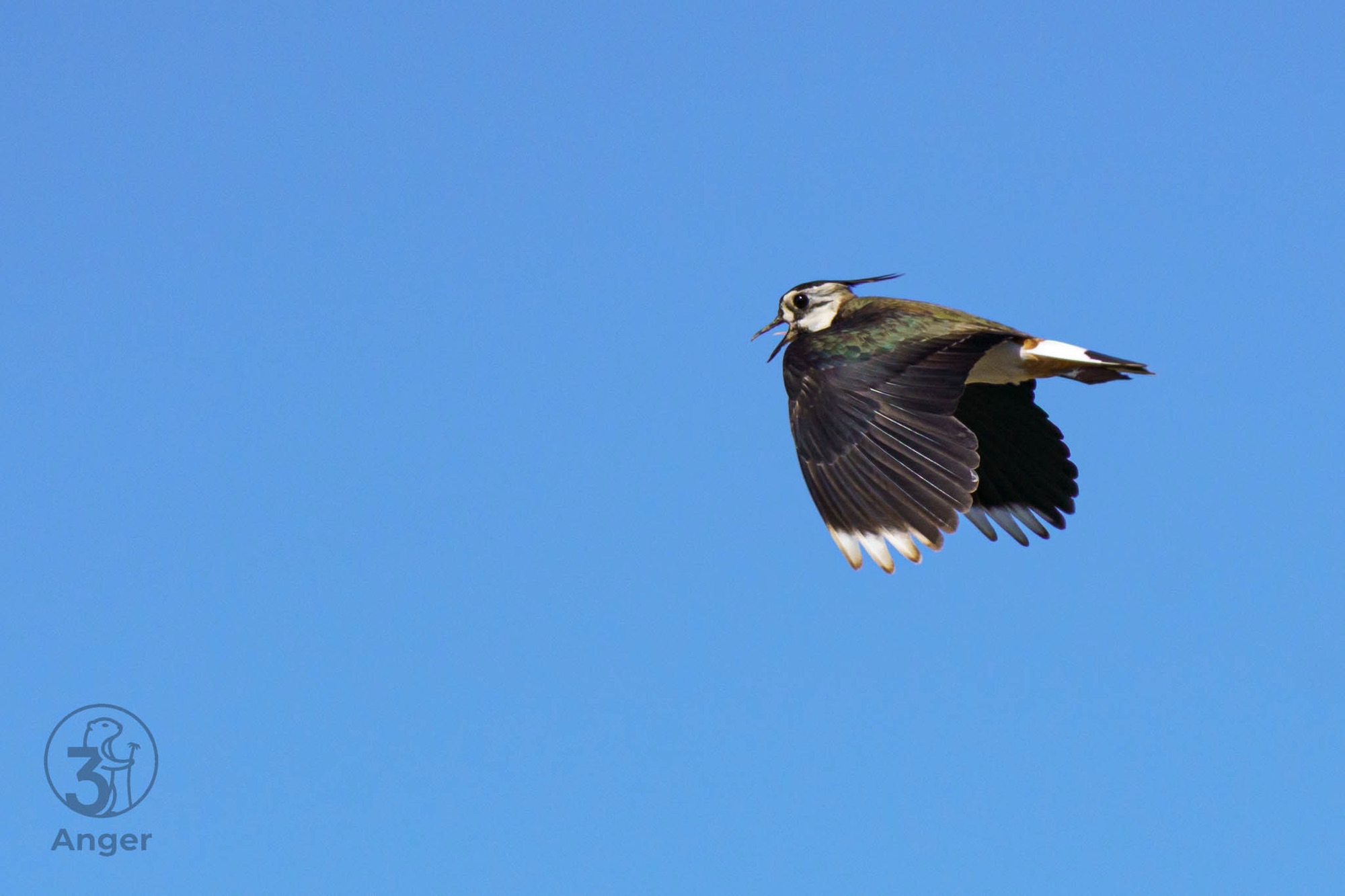 Eine detailreiche Seitenaufnahme eines Kiebitzes im Flug, Flügel nach unten geschlagen, vor klarem blauem Himmel.
