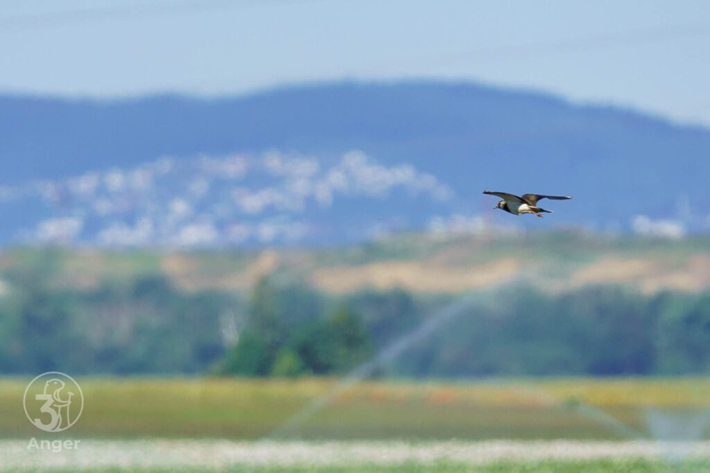 Ein Kiebitz im horizontalen Flug über einer weiten, flachen Feld-Landschaft vor blauem Himmel.