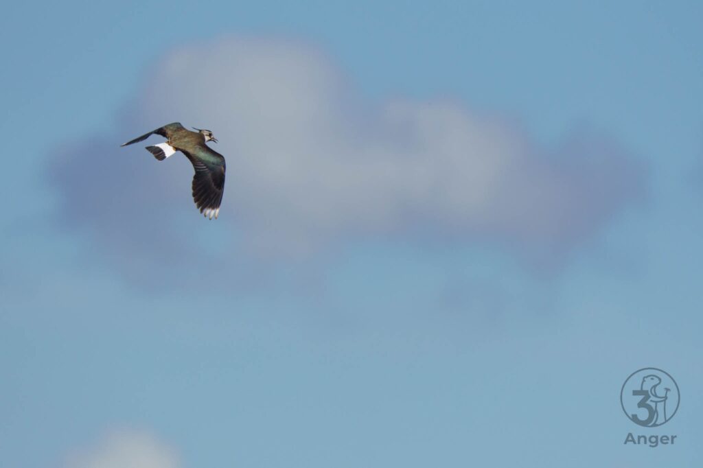 Ein Kiebitz fliegt vor einem unscharfen Hintergrund aus Landschaft und einer Wolke vor blauem Himmel.