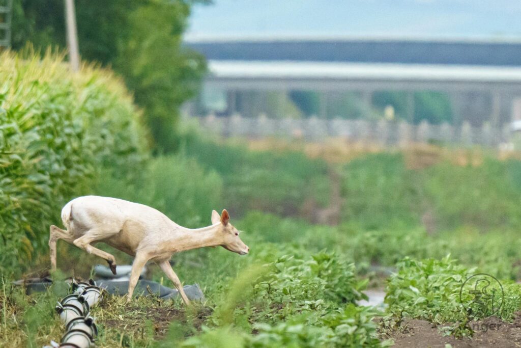 Weiße leuzistische Hirschkuh steigt geduckt über eine Bewässerungsleitung am Rand eines Feldes.