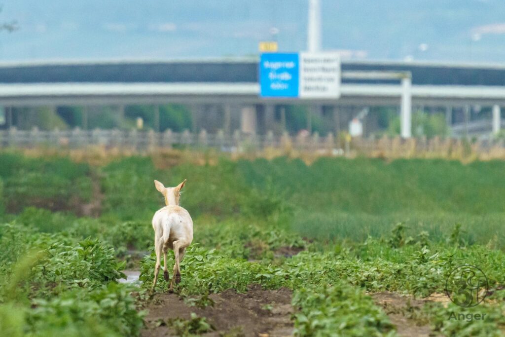 Weißes leuzistisches Rotwild läuft in der Fernansicht über grüne Felder auf eine im Hintergrund sichtbare Brücke zu.