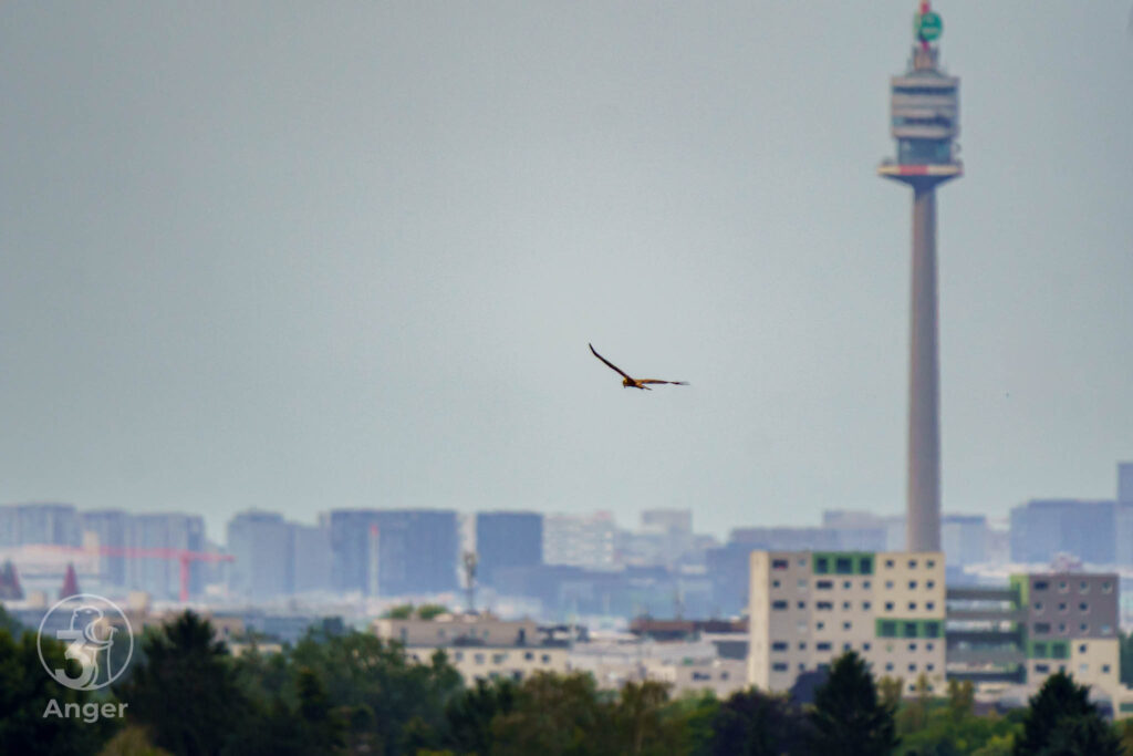 Ein eleganter Greifvogel im Segelflug mit dem Wiener Donauturm im verschwommenen Hintergrund.