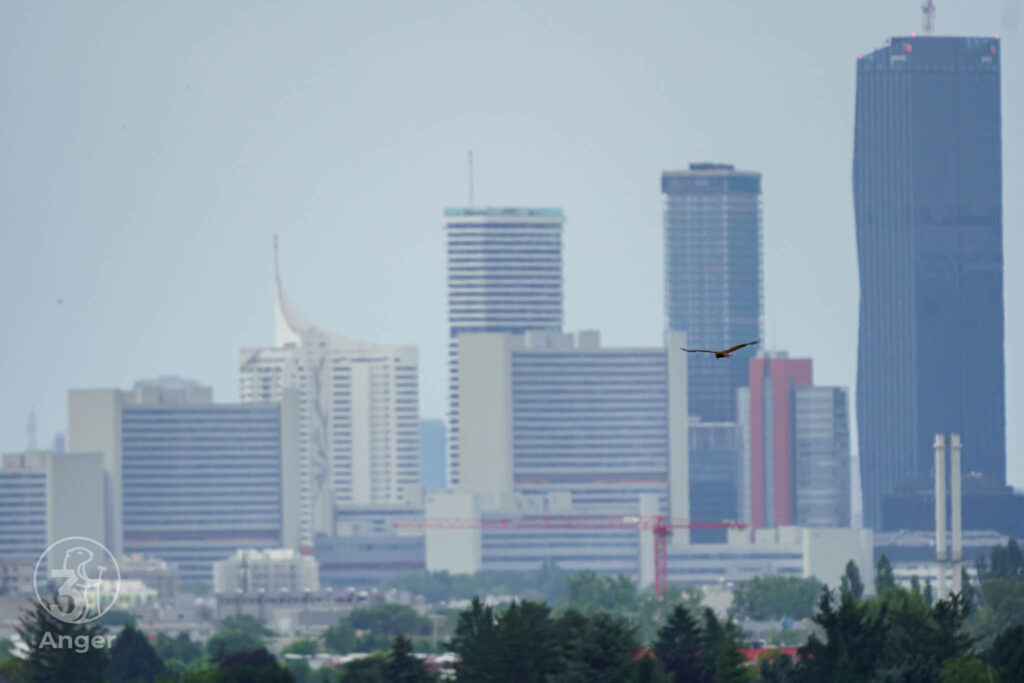 Eine Rohrweihe im Flug vor den markanten Hochhäusern der Wiener Skyline.