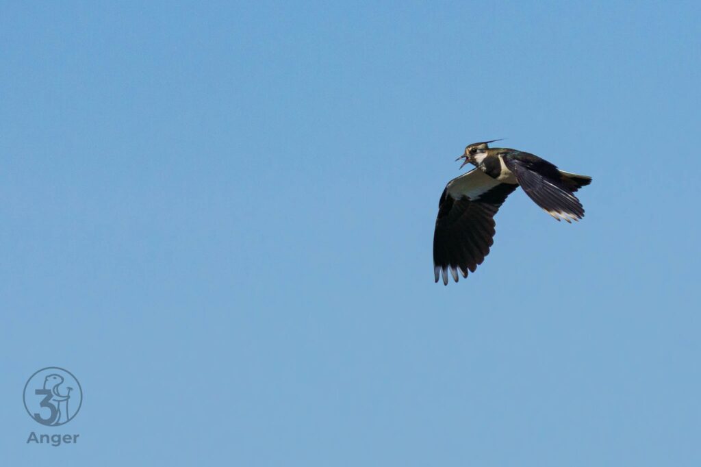 Ein Kiebitz im Flug mit weit geöffnetem Schnabel beim Singen vor blauem Himmel.
