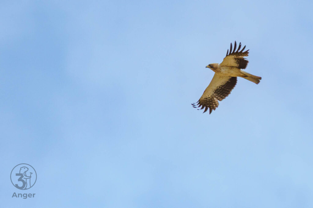 Ein Zwergadler der hellen Morphe fliegt mit weit gespreizten Flügeln vor blauem Himmel.