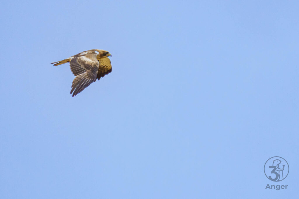 Ein fliegender Zwergadler in leichter Schräglage zeigt seine charakteristische Flügelzeichnung vor blauem Himmel.
