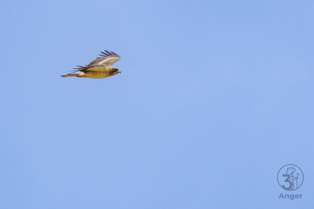 Der edle Jäger gleitet mit flach gestreckten Flügeln vor hellblauem Himmel dahin.
