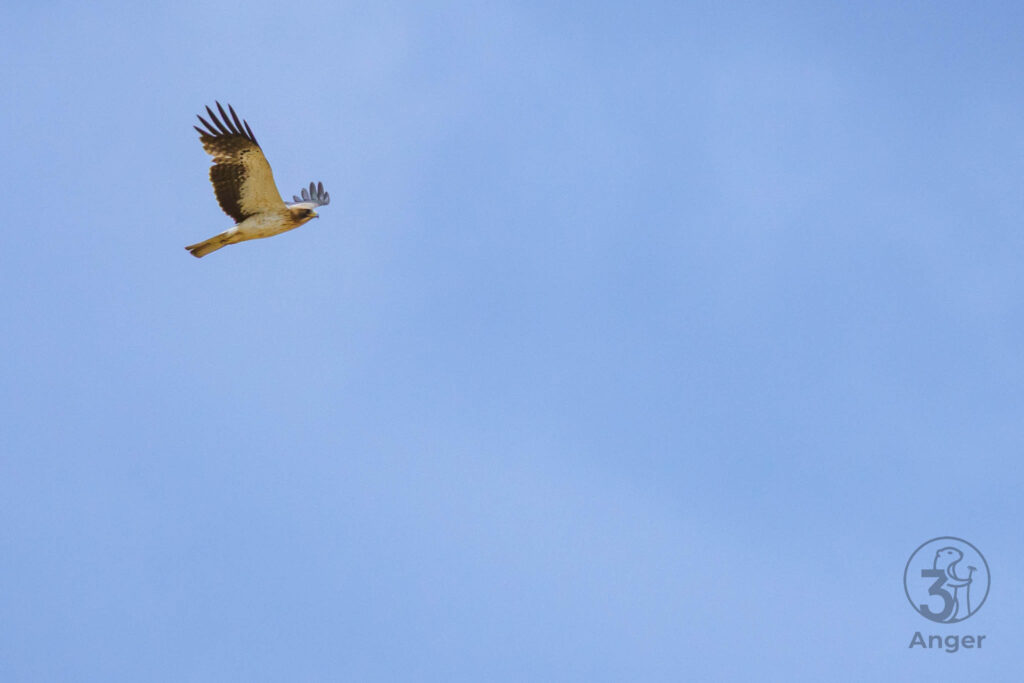 Unterseite eines fliegenden Zwergadlers der hellen Morphe mit kontrastierenden dunklen Schwungfedern vor blauem Himmel.