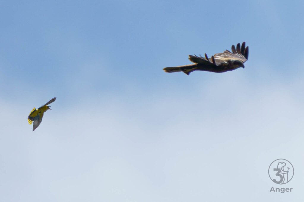 Ein gelb-schwarzer Pirol und eine Rohrweihe fliegen in einem Luftkampf dicht beieinander vor bewölktem Himmel.