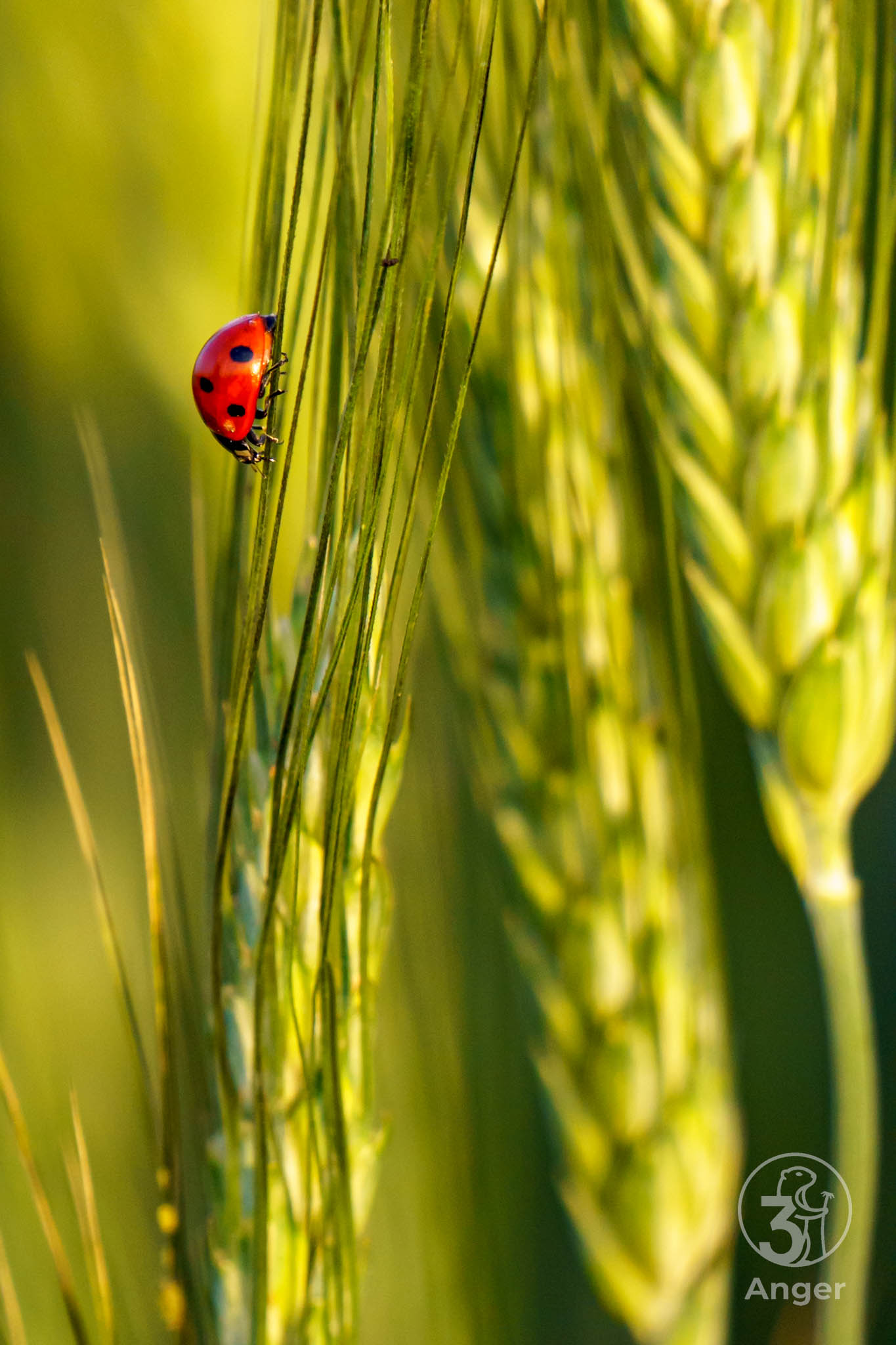 Makroaufnahme eines rot-schwarz gepunkteten Marienkäfers, der an den Grannen einer grünen Getreideähre aufwärts krabbelt.