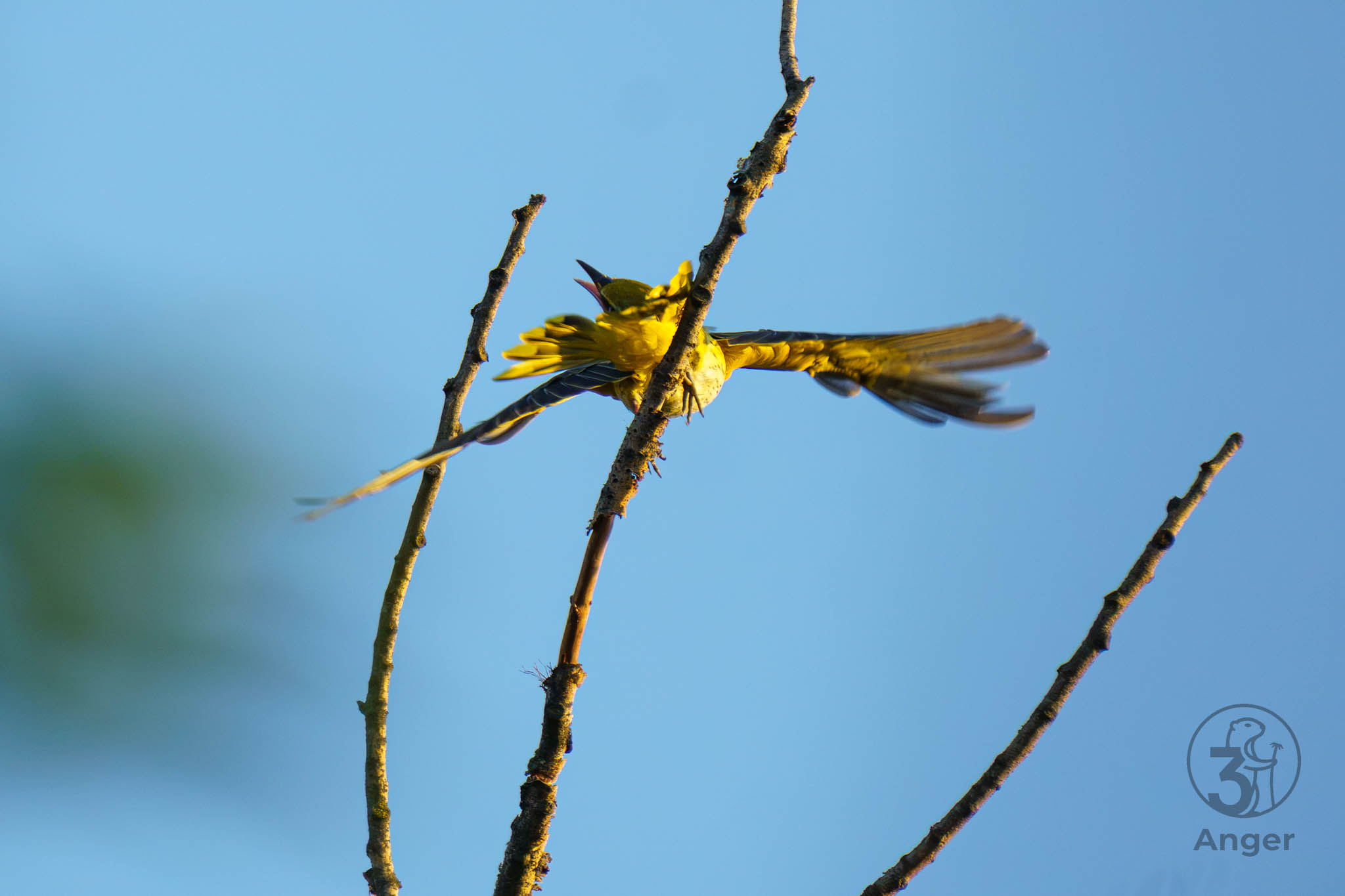 Ein Pirol flutschen die Füße auf einem Ast weg, während er mit weit geöffneten Flügeln versucht die Balance zu halten.