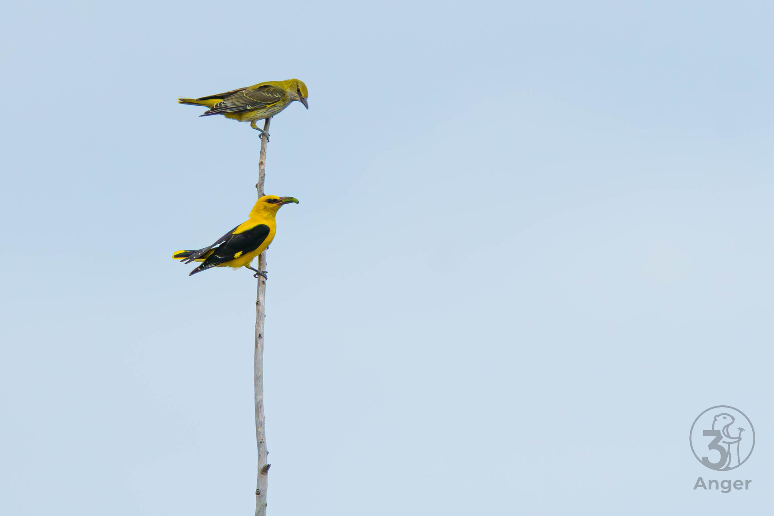 Ein grünlich-gelbes Pirol Weibchen sitzt ganz oben auf einer vertikalen Astspitze, direkt darunter sitzt das leuchtend gelbe Männchen mit einer Raupe als Geschenk.