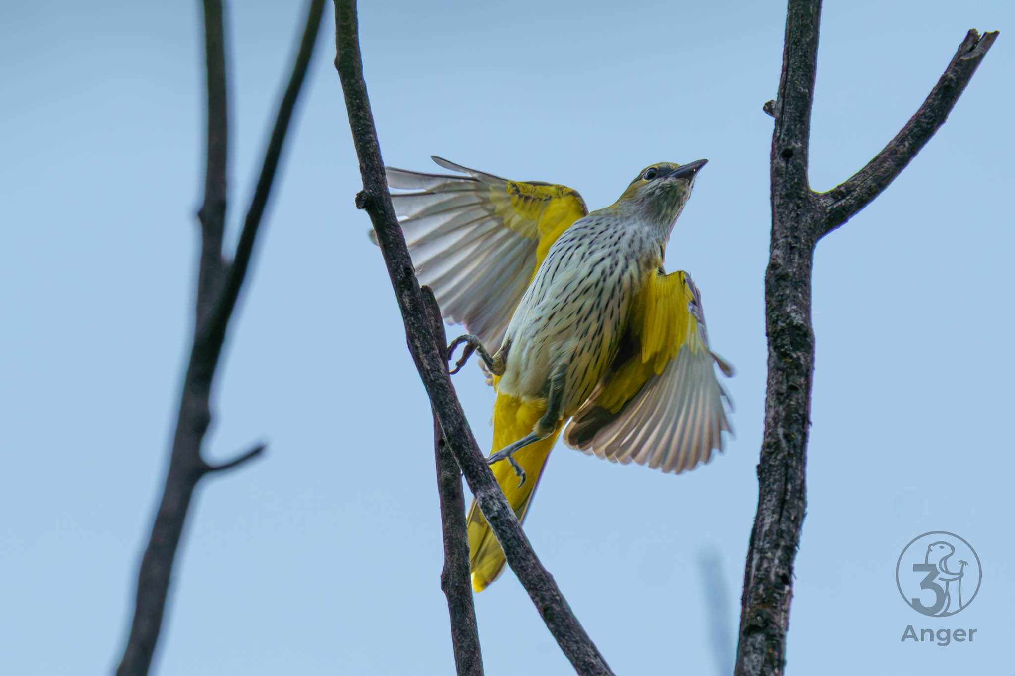 Ein Pirol Weibchen mit gestreifter Unterseite stoßt sich dynamisch von einem Ast ab, die Flügel sind weit aufgespannt.