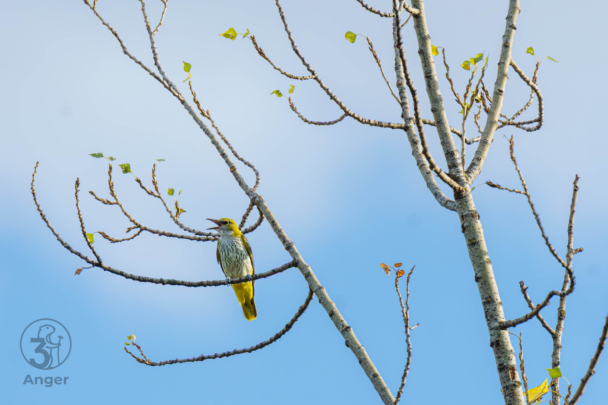 Pirol Weibchen sitzt frontal auf einem Pappelast, streckt den Kopf nach oben und singt mit geöffnetem Schnabel vor blauem Himmel.